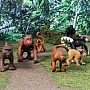 Monkeys  Apes