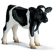 Holstein Calf