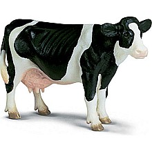 Holstein Cow