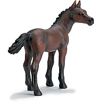 Arabian Foal    R