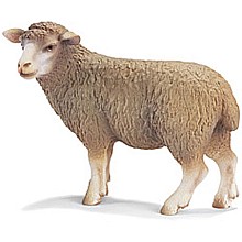 Sheep, Standing