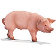 Boar