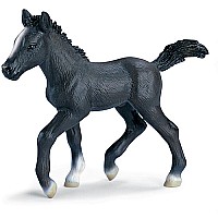 Lipizzaner Foal