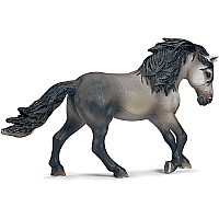 Andalusian Stallion