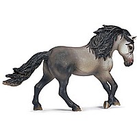 Andalusian Stallion