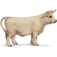 Charolais Cow