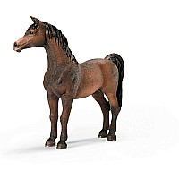 Arabian Stallion