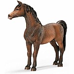 Arabian Stallion
