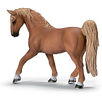 Tennessee Walking Horse stallion
