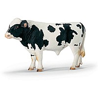Holstein Bull