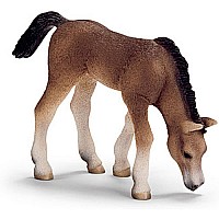 Arabian Foal, Grazing