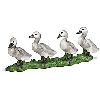 Mute Swan Cygnet