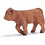 Scottish Highland Calf