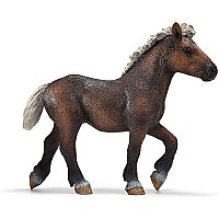Black Forest Yearling