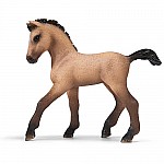 Andalusian Foal