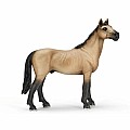 Akhal-teke Stallion
