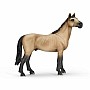 Akhal-teke Stallion