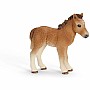 Dartmoor Pony Foal