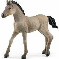 Criollo Definitivo Foal