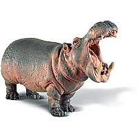Hippopotamus, male