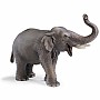 Asian Elephant, Male