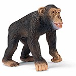 Chimpanzee, Male