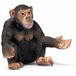 Chimpanzee, Female