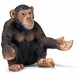Chimpanzee, female