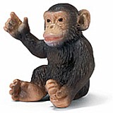 Chimpanzee, cub