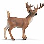 White-tailed Buck