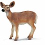 White-tailed Doe
