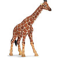 Giraffe, female