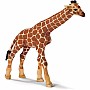 Giraffe Calf