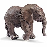 African Elephant Calf