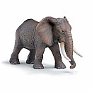 African Elephant male