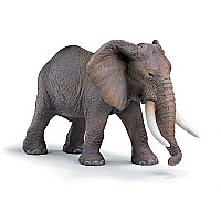 African Elephant male