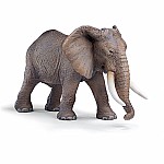 African Elephant, Male