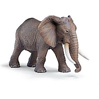 African Elephant male