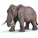 African Elephant female
