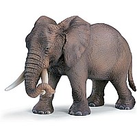 African Elephant female