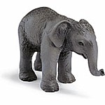 Asian Elephant Calf
