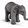 Asian Elephant Calf