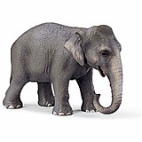 Indian Elephant female