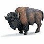 American Bison