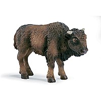 American Bison Calf