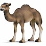 Dromedary Mare
