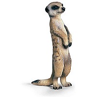 Meerkat, Standing