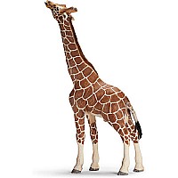 Giraffe, Male, Eating     X