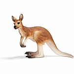 Kangaroo, Male