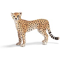 Cheetah, Female